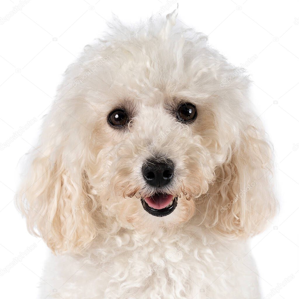 A Small miniature toy poodle with white curly fur against white background