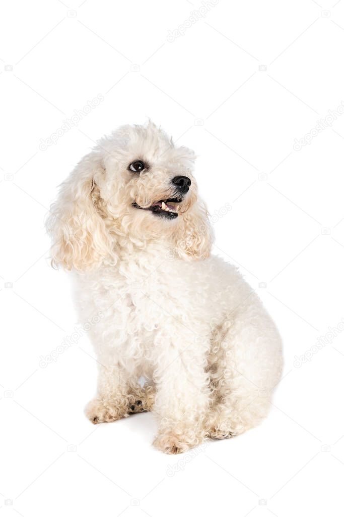 A Small miniature toy poodle with white curly fur against white background