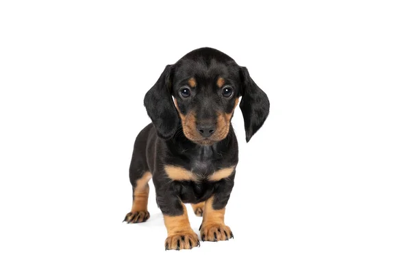 Beyaz bir arka planda tek başına duran siyah ve bronz bir dachshund yavrusunun portresi