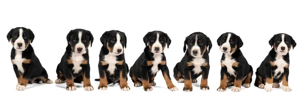 Panorama Van Zeven Appenzeller Mountain Sennen Hondenpups Zitten Geïsoleerd Tegen — Stockfoto