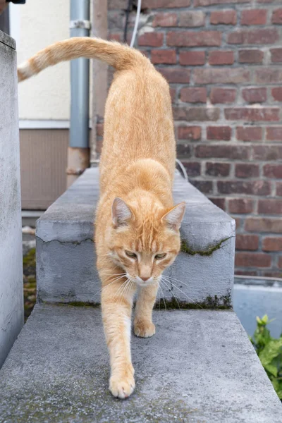 Röd Tabby Katt Sträcker Sig Trädgårdsvägg Intill Dörr Nära Ytterdörr — Stockfoto