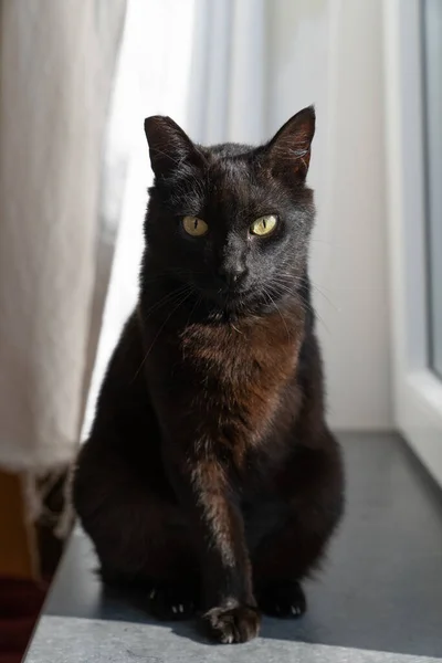 Een Zwarte Driepoot Kat Zittend Het Venster Richel Kijkend Naar — Stockfoto