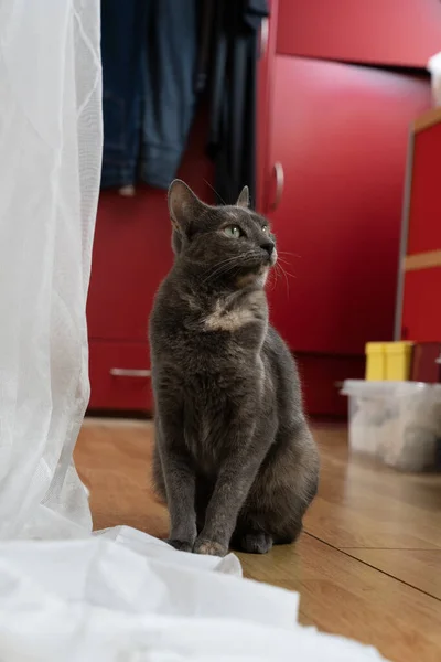 Liten Flerfärgad Rysk Blå Katt Sitter Golvet Ett Sovrum Och — Stockfoto