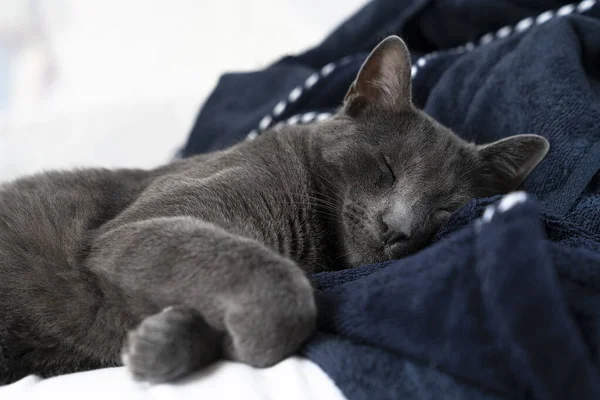 Grå Lat Rysk Blå Katt Som Ligger Vit Och Blå — Stockfoto