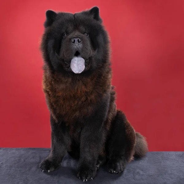 A Black Chinese dog Chow Chow with blue tongue against red background