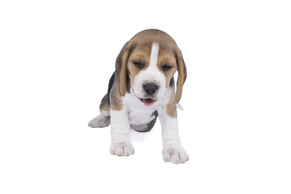 Retrato Cachorro Perro Beagle Sentado Aislado Sobre Fondo Blanco — Foto de Stock