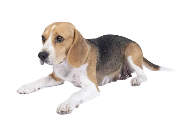 Ritratto Cane Beagle Disteso Corpo Intero Isolato Uno Sfondo Bianco — Foto Stock