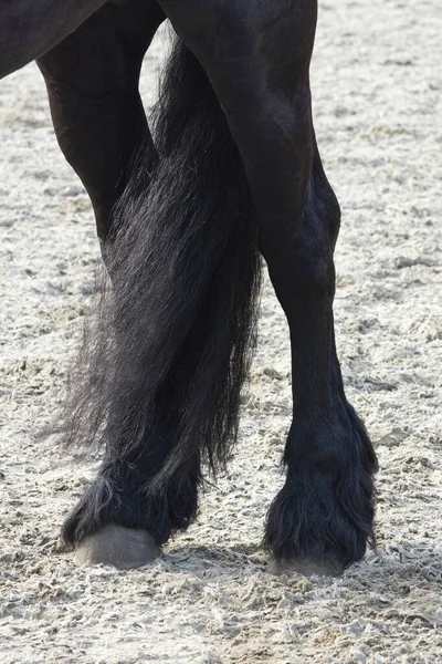 Ein Detail Der Speziellen Dressurrasse Friesenpferd Schwarz Mit Glänzenden Beinen — Stockfoto