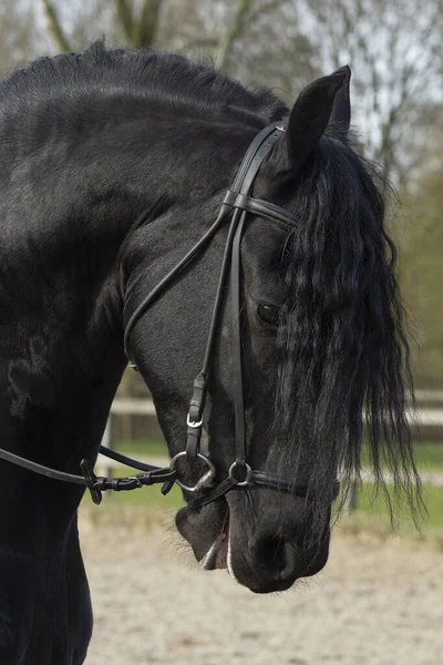 Szczegóły Specjalnej Rasy Ujeżdżenia Koń Fryzyjski Czerni Błyszczącym Futrem Jazdy — Zdjęcie stockowe