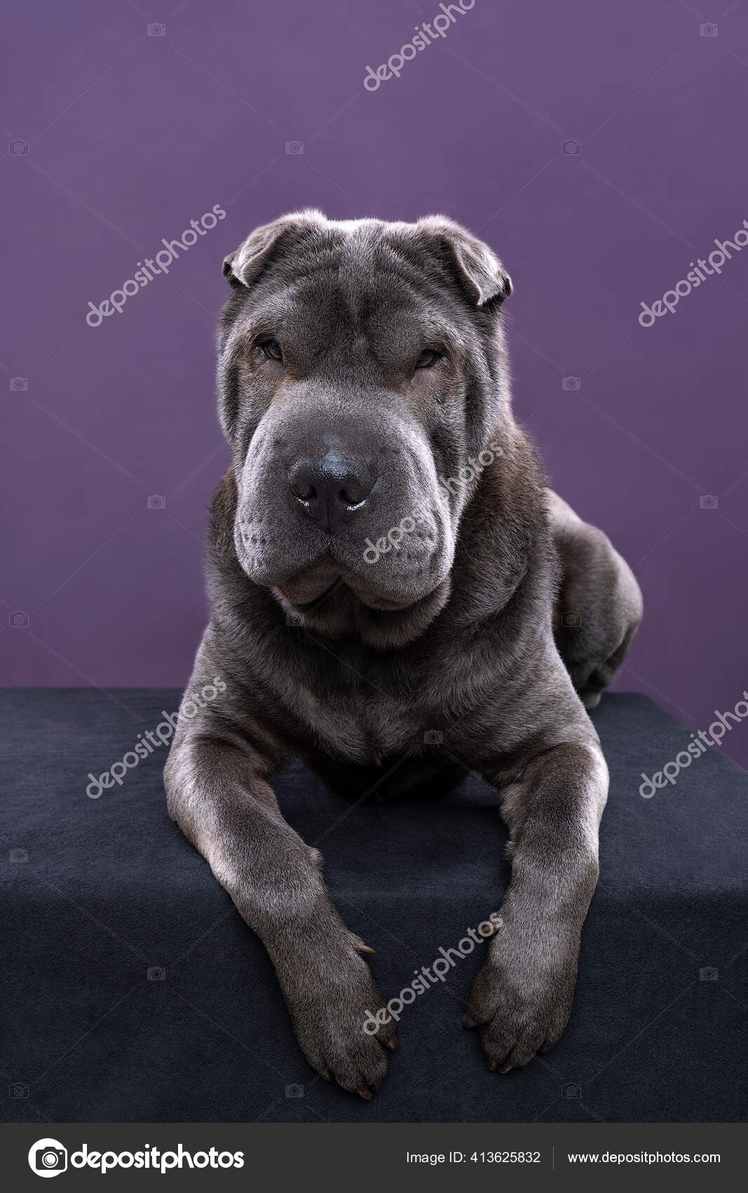 Sharpei dog store grey