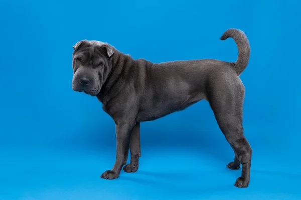 Cão Sharpei Cinza Olhando Para Câmera Isolada Fundo Azul — Fotografia de Stock