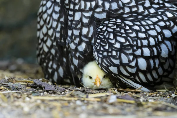 a Mother Wyandotte hen with newly hatched chick sitting on a nest