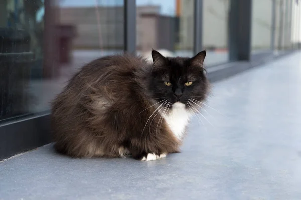 Svart Och Vit Persisk Katt Sitter Fattig Tittar Kameran Närbild — Stockfoto