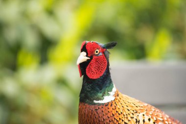 Bir Halka Boyun Sülünü (Phasianus colchicus) erkek kameraya bakarken kafanın yakın çekimi