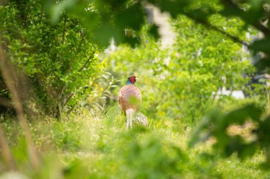 Bir Halka Boyun Sülünü (Phasianus colchicus) erkeği ağaçlar arasındaki çimlerin üzerinde yürüyor