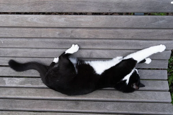 Een Zwart Wit Kat Zittend Een Bankje Gezien Van Boven — Stockfoto