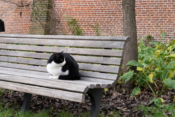 Black White Cat Sitting Bench Walled Garden — Stock Photo, Image