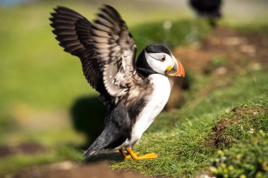 Atlantik martıları, yaygın martı, Auk ailesinde deniz kuşları, İskoçya 'daki Treshnish Adaları' nda.