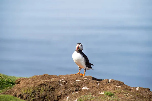 Puffins Atlântico Puffin Comum Aves Marinhas Família Auk Nas Ilhas — Fotografia de Stock