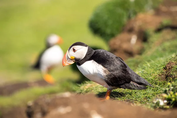 Atlantic puffins, the common puffin, seabirds in the auk family, on the Treshnish Isles in Scotland UK