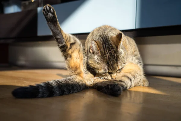 Eine Graue Tabby Katze Sitzt Auf Einem Holzboden Und Wäscht — Stockfoto