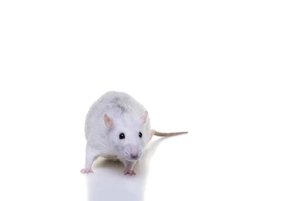 Pretty White Domestic Rat White Background Seen Front Nose Tail — Stock Photo, Image
