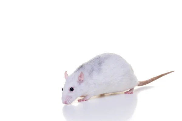 Pretty White Domestic Rat White Background Seen Side Nose Tail — Stock Photo, Image