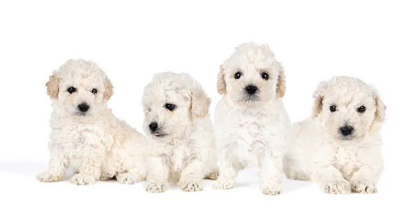 Quatro Pequenos Filhotes Poodle Brinquedo Miniatura Com Pele Encaracolada Branca — Fotografia de Stock
