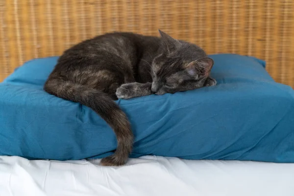 Een Grijsblauwe Russische Kat Met Liggend Slapend Schildpaddenbont Een Blauw — Stockfoto
