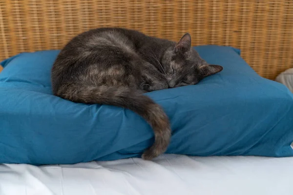 Grå Blå Rysk Katt Med Sköldpadda Som Ligger Och Sover — Stockfoto