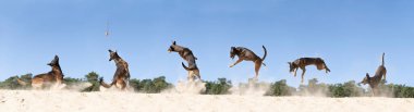Belçikalı bir çoban köpeğinin panoraması ya da Malinois köpeğinin kum tepeciğinde top yakalamaca oynaması