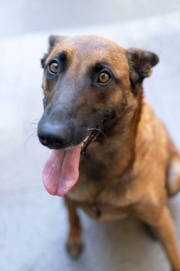 Belçikalı bir çoban köpeğinin portresi ya da kameraya bakan Malinois köpeği.