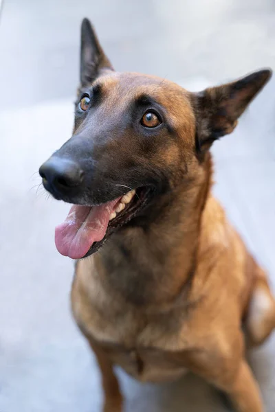 Retrato Cão Pastor Belga Cão Malinois Sentado Olhando Para Câmera — Fotografia de Stock