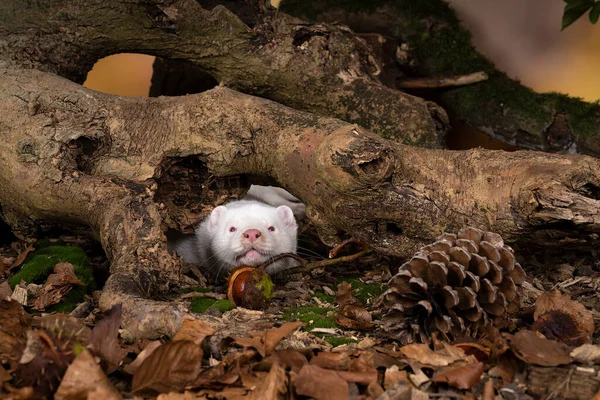 Een Witte Europese Nerts Van Een Pelsboerderij Een Herfstboslandschap — Stockfoto