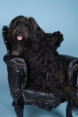 Bir Schapendo ya da Hollanda çoban köpeği mavi arka planda bir barok sandalyede oturuyor.