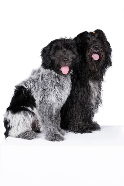 Two Schapendoes Dutch Sheepdogs Dogs Isolated White Background — Stock Photo, Image