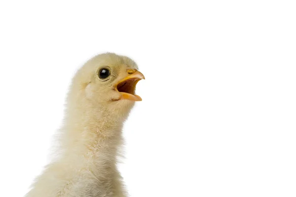 Cabeza Pollo Bebé Pascua Amarillo Esponjoso Joven Pie Contra Fondo — Foto de Stock