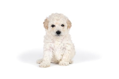 Beyaz arka planda beyaz kıvırcık kürklü küçük minyatür bir kaniş