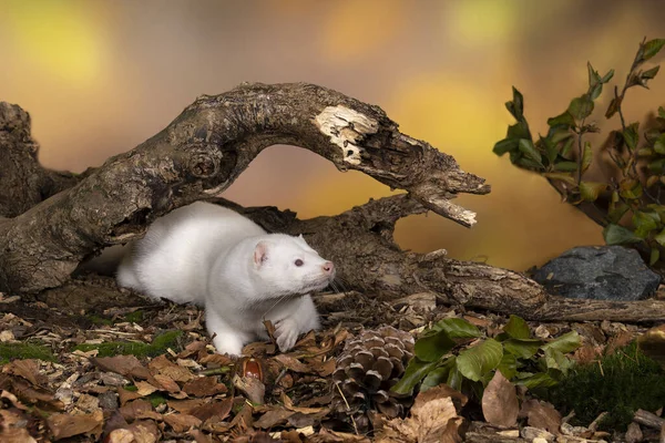 Een Witte Europese Nerts Van Een Pelsboerderij Een Herfstboslandschap — Stockfoto