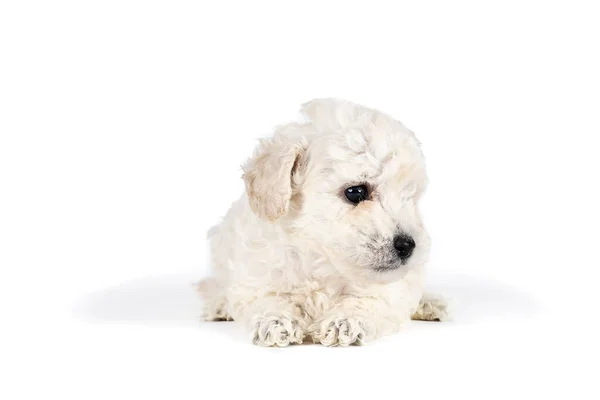 Pequeno Poodle Brinquedo Miniatura Com Pêlo Encaracolado Branco Contra Fundo — Fotografia de Stock