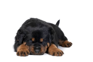 Güzel bir Rottweiler yavrusu, beş haftalık, uzanıyor, stüdyo çekimi beyazlar içinde.