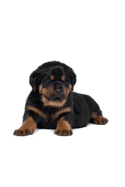 Beautiful Rottweiler Puppy Age Five Weeks Laying Studio Shot Isolated — Stock Photo, Image