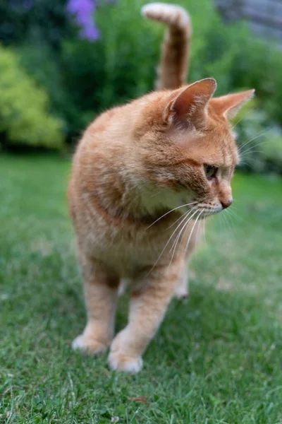 Röd Tabby Katt Går Gräset Trädgården — Stockfoto