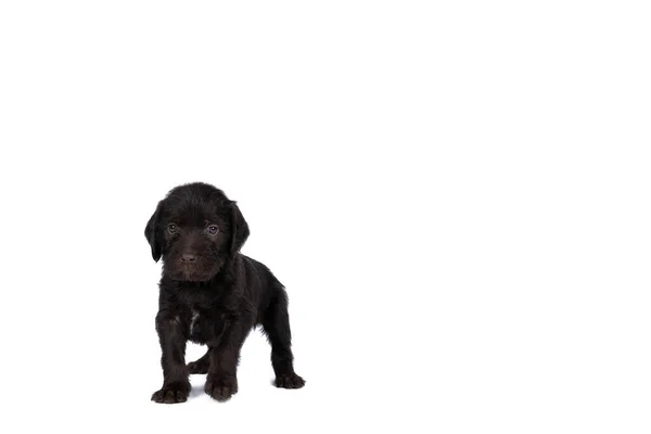 Czech Pointer Dog Bohemian Wire Dog Named Cesky Fousek Eight — Stock Photo, Image