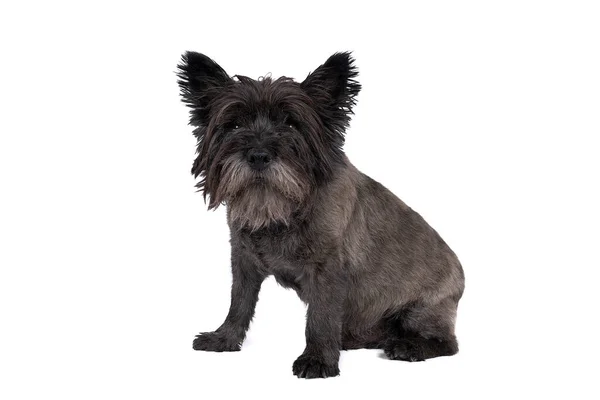 Een Black Cairn Terriër Zittend Voorkant Van Witte Achtergrond — Stockfoto