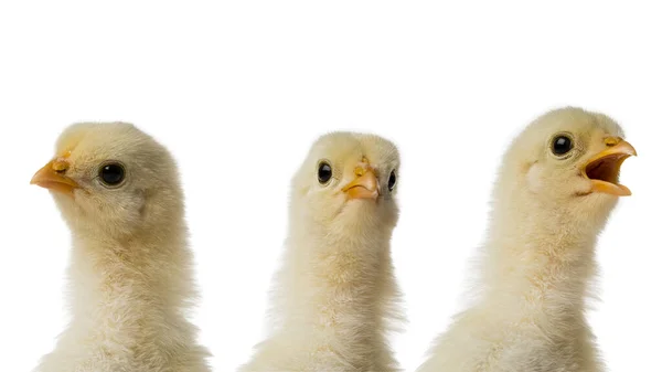 Три Молодые Пушистые Желтые Пасхальные Цыпленок Головы Белом Фоне — стоковое фото