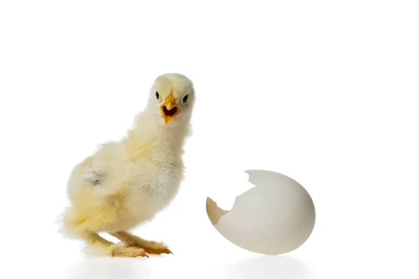 Young Fluffy Yellow Easter Baby Chicken Egg Shell White Background — Stock Photo, Image