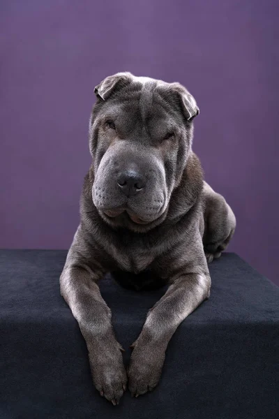 Cão Sharpei Cinza Deitado Olhando Para Câmera Isolada Fundo Roxo — Fotografia de Stock