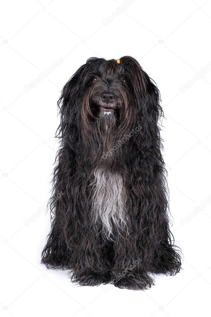 A Schapendoes or Dutch Sheepdog isolated on a white background