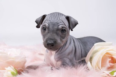 Amerikan Kılsız Teriyer köpeği pembe çiçeklerle pembe kürklü bir battaniyeye uzanıyor.